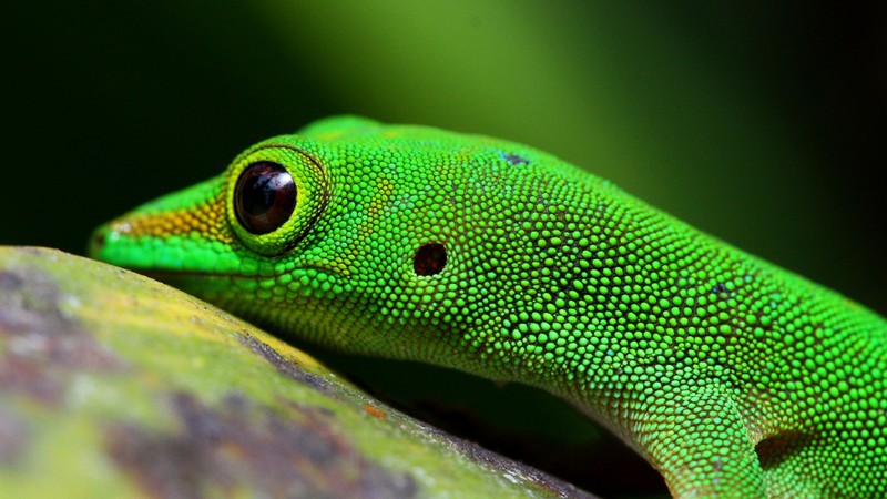 Gecko, reptile, green, 4k