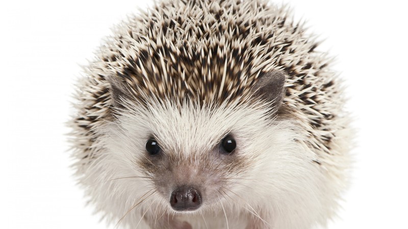 hedgehog, cute animals, 4K