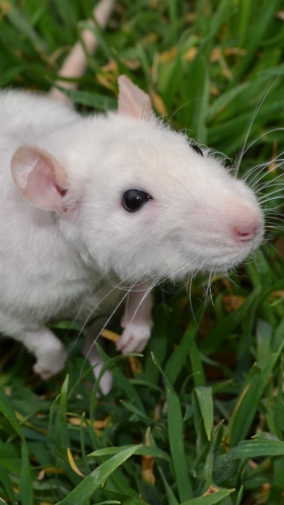 Animal Mouse, 1440x2560
