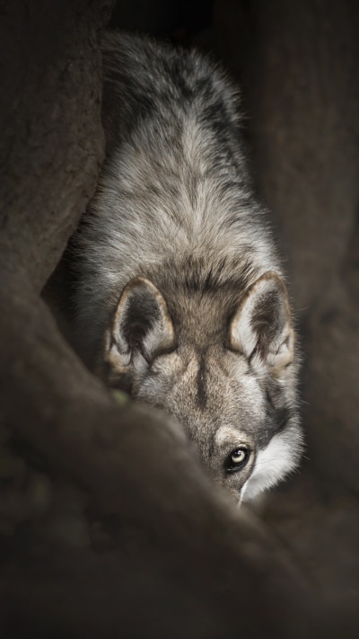 Animal Wolf, Stare, 1440x2560