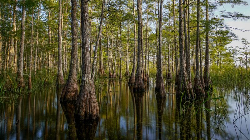 nature, trees, water, reflection, 4k