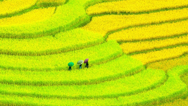 Asia, 4k, Field, meadows, yellow, women