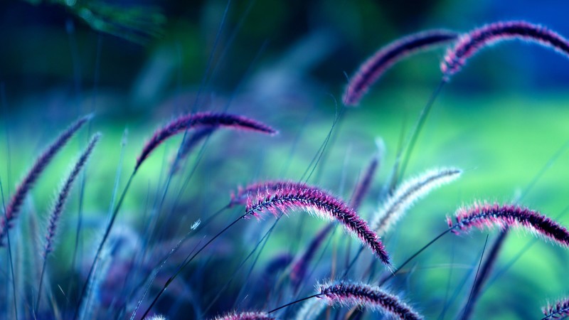 Grass, 4K, purple, ears