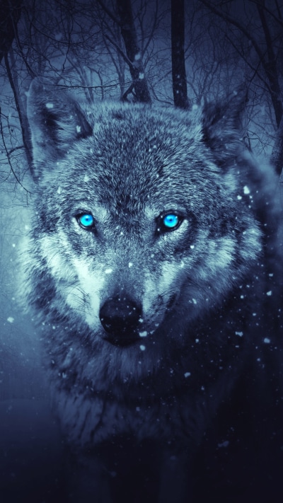 Fantasy Wolf, Blue Eyes, Forest, Snowfall, 1440x2560