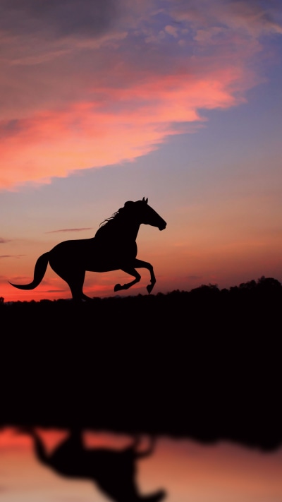 Animal Horse, 1440x2560