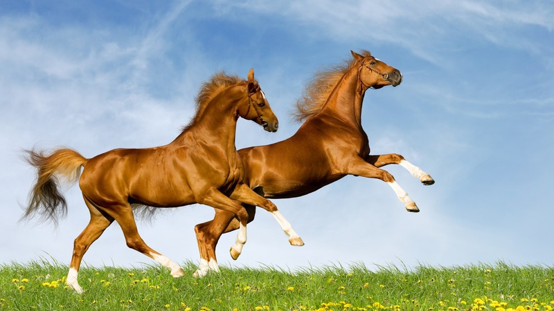 Horse, gallop, couple, sky
