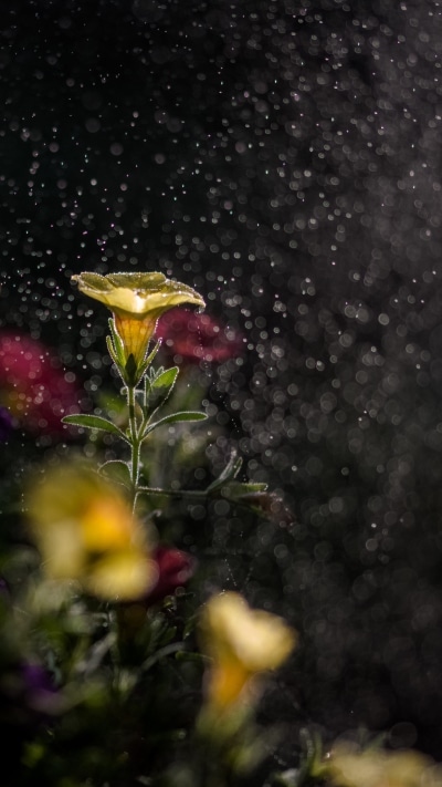 Earth Flower, Yellow Flower, Bokeh, Macro, 1440x2560