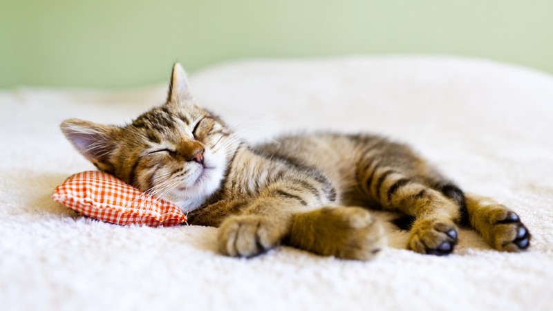 cat, cute animals, sleep, 4K
