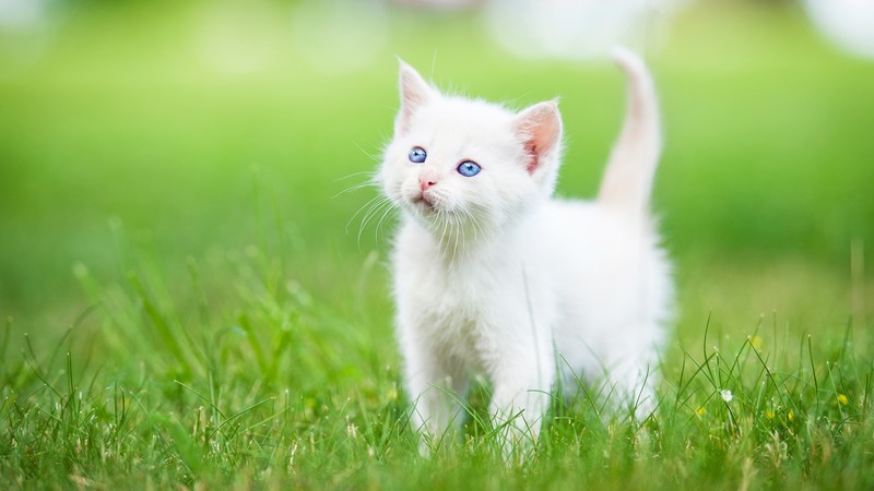 kitten, cute animals, grass, 4K