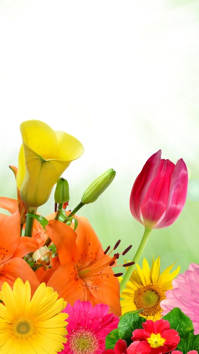 Artistic Flower, Colorful, Pink Flower, Colors, Orange Flower, Purple Flower, 1440x2560