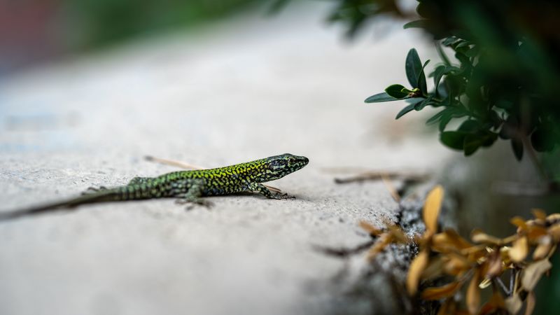 lizard, reptile, branch, 4k