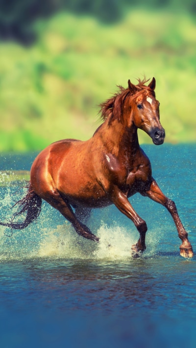 Animal Horse, 1440x2560