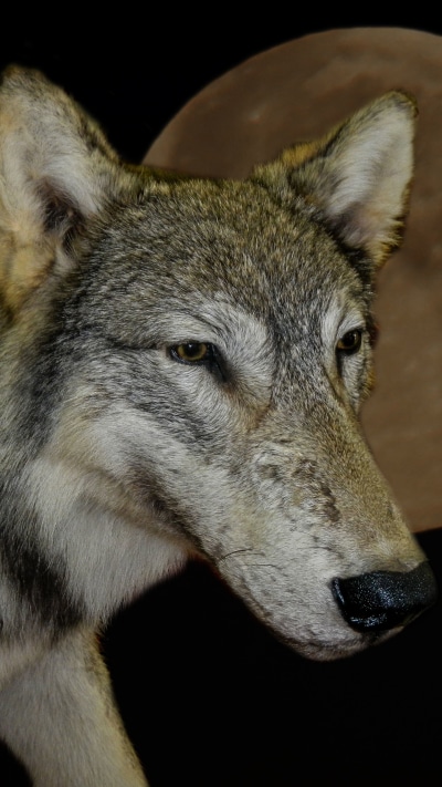 Animal Wolf, Moon, 1440x2560
