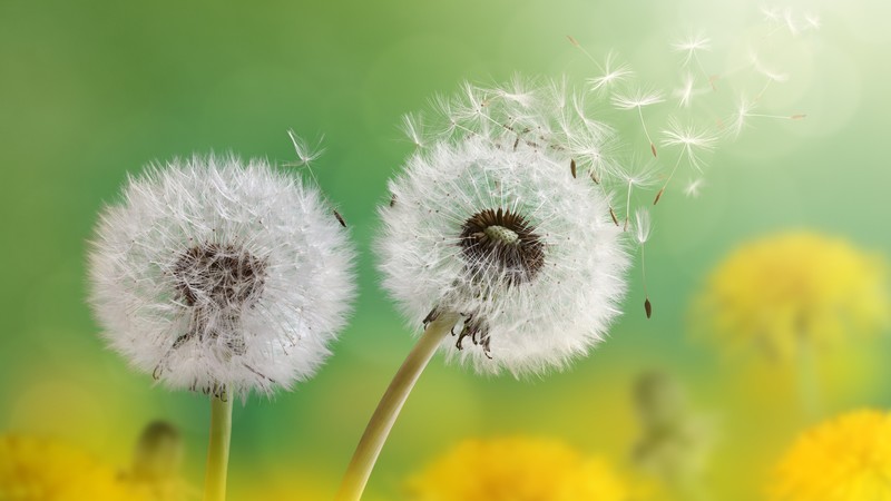 dandelion, 4k, flower, nature