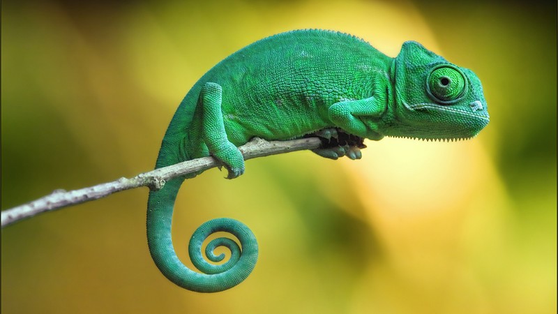 chameleon, 4k
