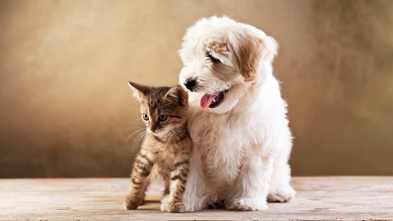 puppy, kitten, funny animals, 4K