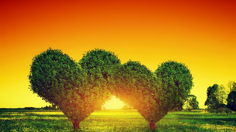 love image, heart, tree, 4K