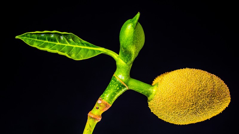 jackfruit, 4K