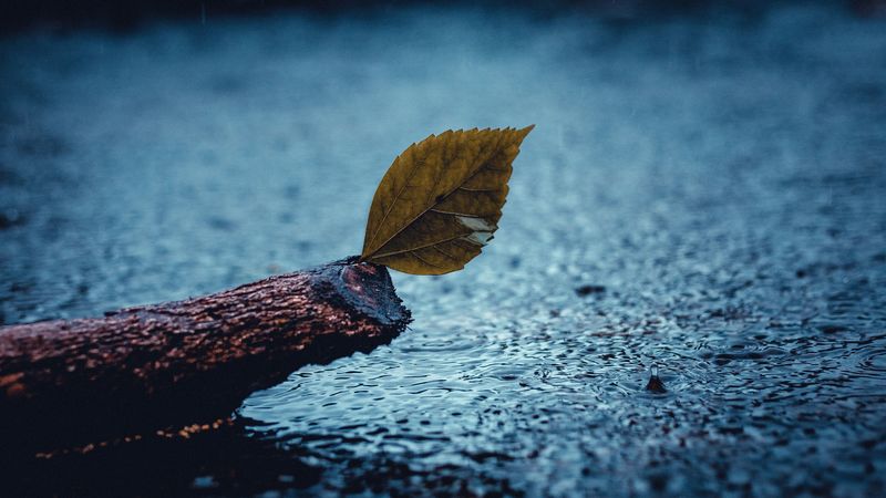 leaf, rain, sad, 4k