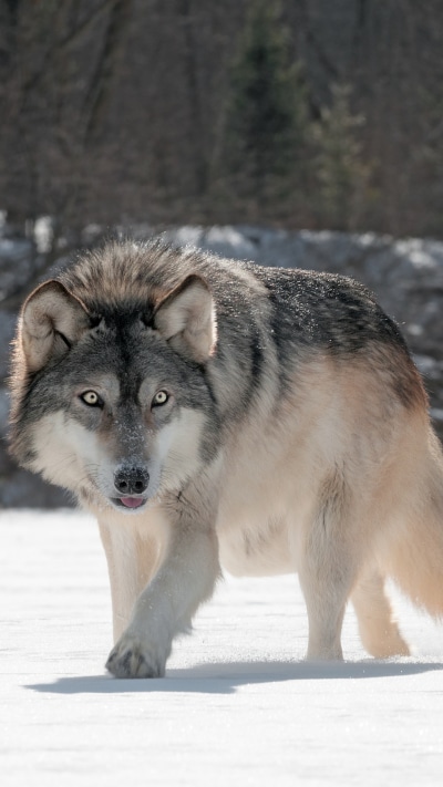 Animal Wolf, 1440x2560