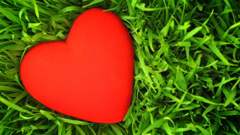 love image, heart, grass, 4K
