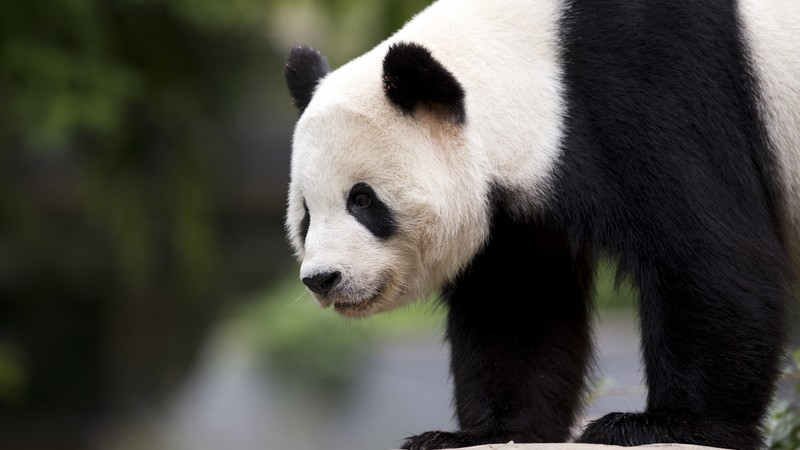 panda, cute animals, 6k