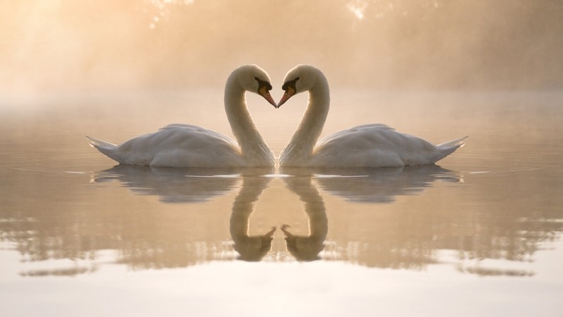 love image, swan, couple, lake, 4k