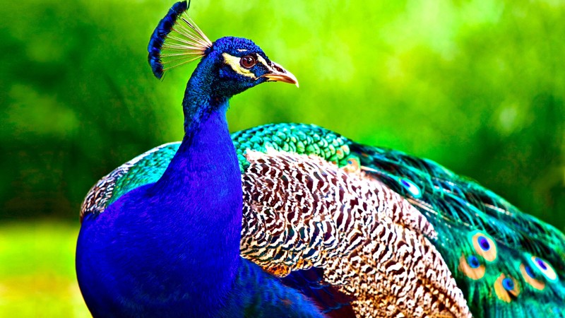 Peacock, feathers