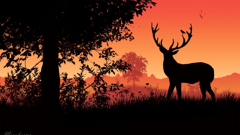 deer, horns, sunset, silhouette, 4k