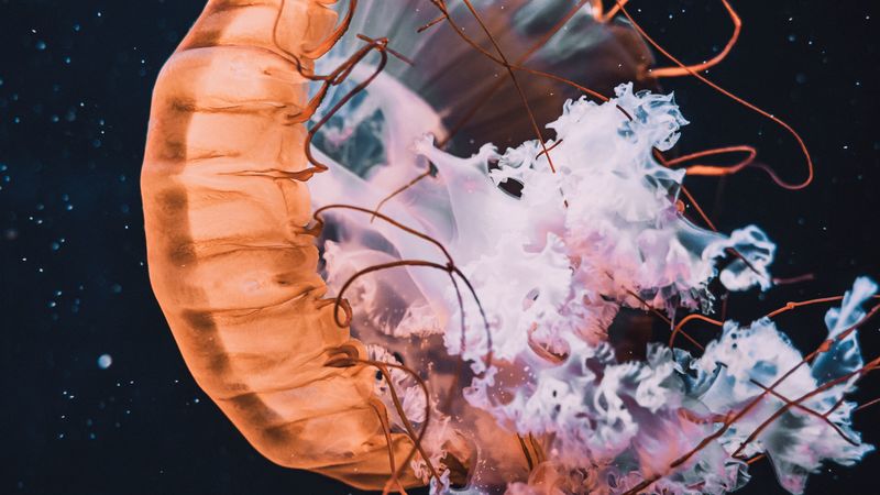 jellyfish, tentacle, beautiful, water, 4k