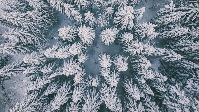 winter forest, aerial view, spruce, snow, 4k