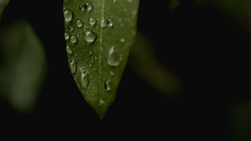 leaves, drops, macro, rain, 4k