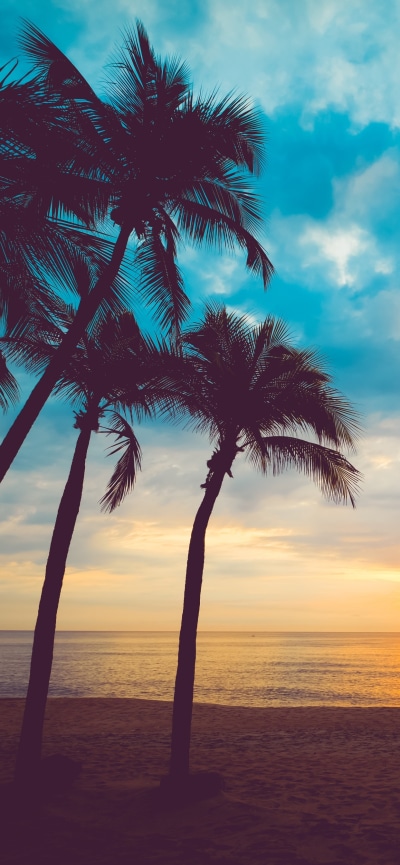 Earth Ocean, Nature, Cloud, Palm Tree, Horizon, 1242x2688