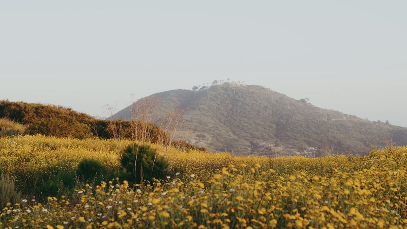 hill, flowers, field, vast, 4k