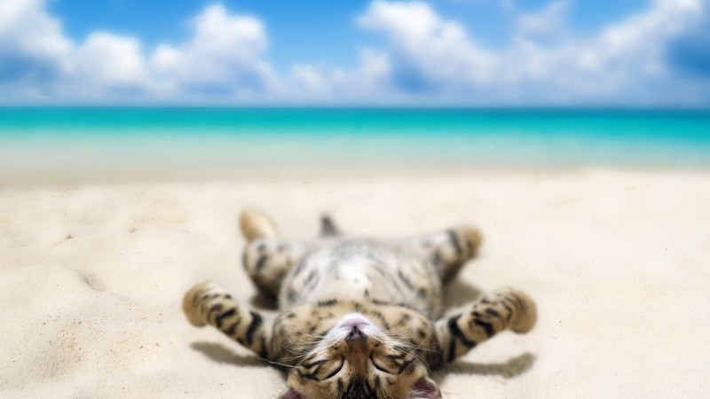 kitten, cat, cute, 4K