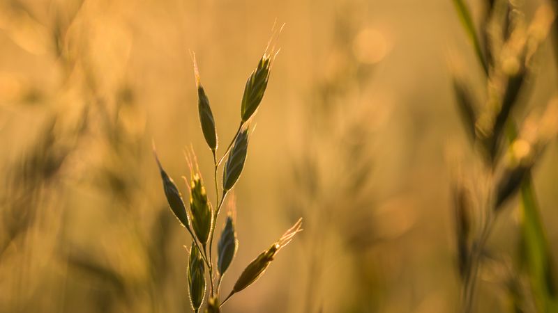 ear, plant, grass, macro, 4k