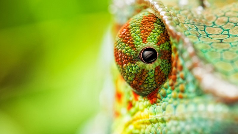 chameleon, eyes, 4k
