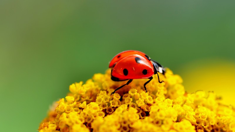 ladybug, 4k