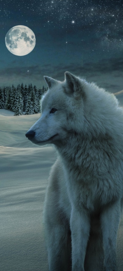 Animal Wolf, White Wolf, Moon, 1228x2700