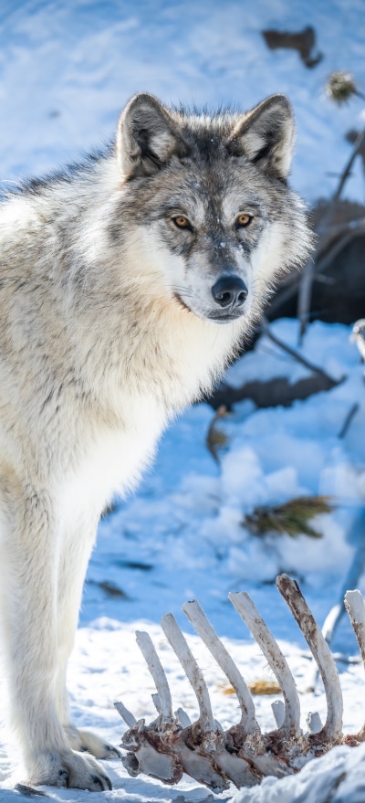 Animal Wolf, 1228x2700