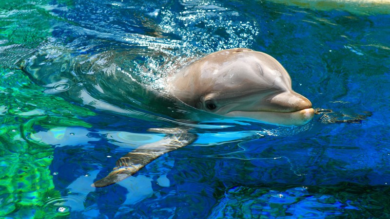 Dolphin, Yerevan Dolphinarium, Armenia, Waves, Water, pool, tourism, diving, blue