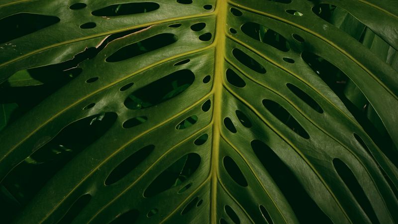 Monstera, Plant, Green, Leaves, 4k HD Wallpaper