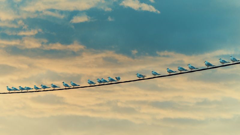 seagulls, birds, wire, sky, 4k