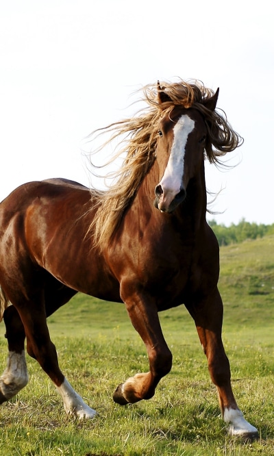 Animal Horse, 1200x2000