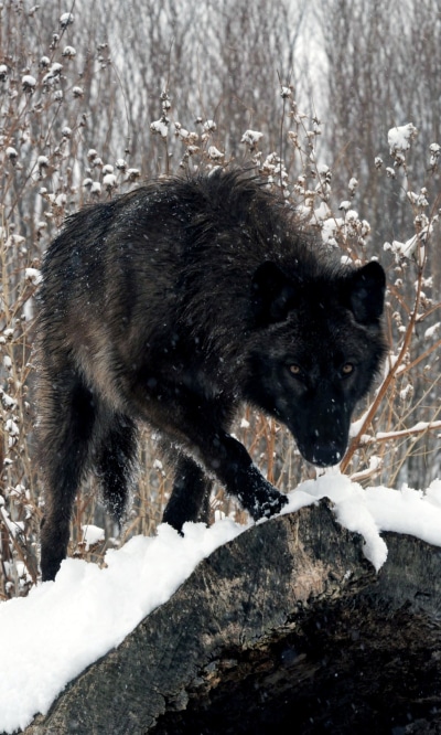 Animal Wolf, 1200x2000