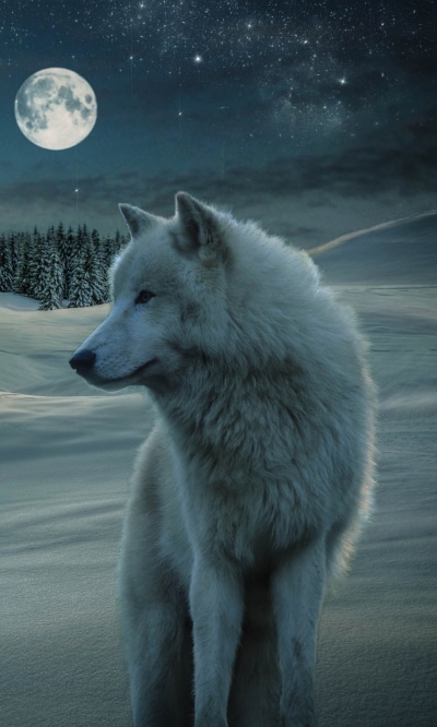Animal Wolf, Moon, Snow, White Wolf, Winter, Night, 1200x2000