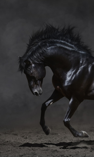 Animal Horse, 1200x2000