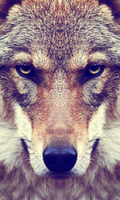 Animal Wolf, Face, Stare, Muzzle, 1200x2000