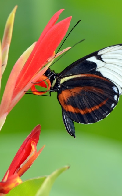 Animal Butterfly, 1200x1920