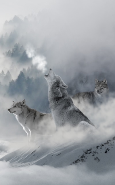 Animal Wolf, Fog, Winter, Cloud, 1200x1920